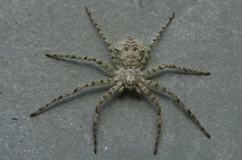 Philodromus margaritatus - Castellano (TN)
