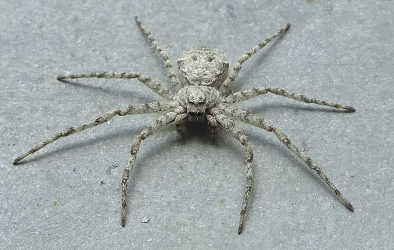 Philodromus margaritatus - Castellano (TN)