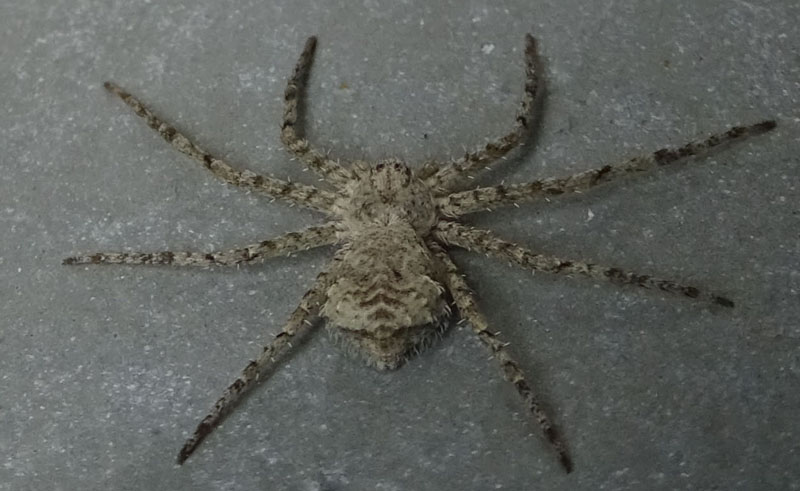 Philodromus margaritatus - Castellano (TN)