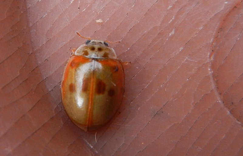 Harmonia cf. axyridis, Coccinellidae