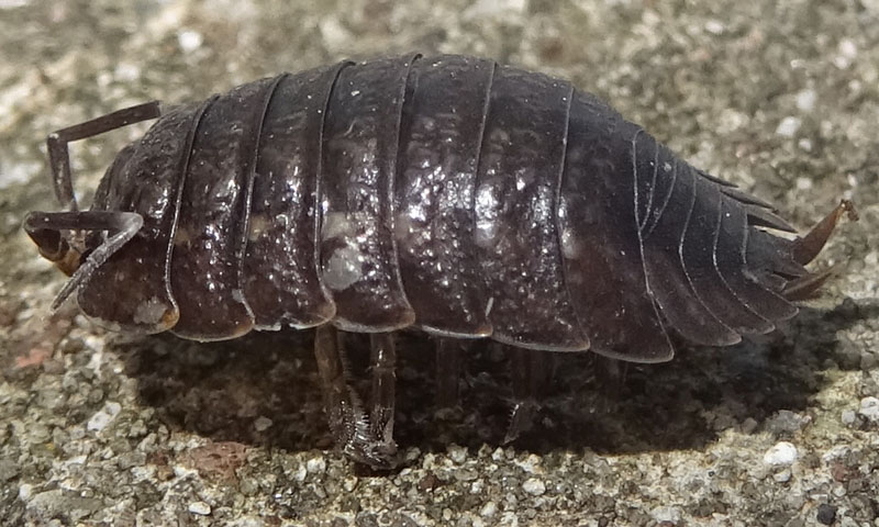 Isopoda:  Porcellio sp. (Porcellionidae)