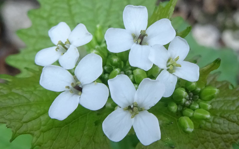 Alliaria petiolata / Alliaria comune