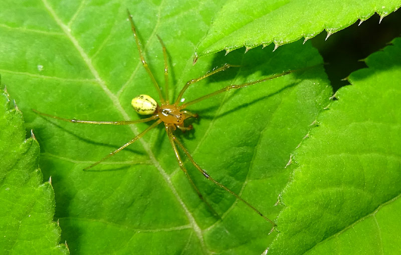 Araniella ? no : Enoplognatha sp. - Castellano (TN)