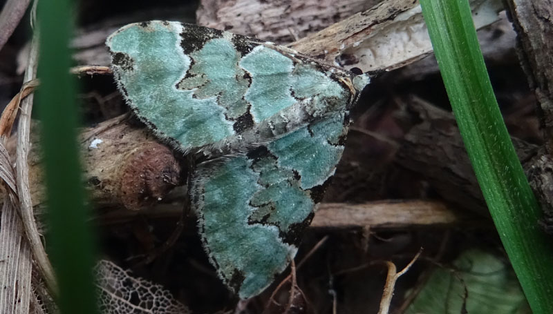 Colostygia pectinataria - Geometridae