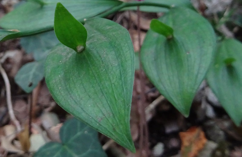 Ruscus hypoglossum - Aspargaceae