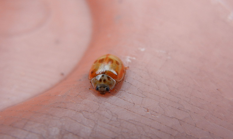Harmonia cf. axyridis, Coccinellidae