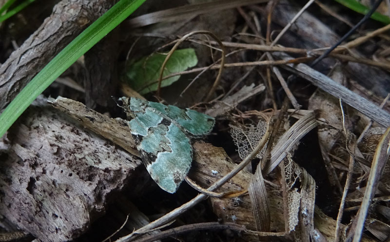 Colostygia pectinataria - Geometridae