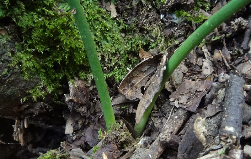 Ruscus hypoglossum - Aspargaceae