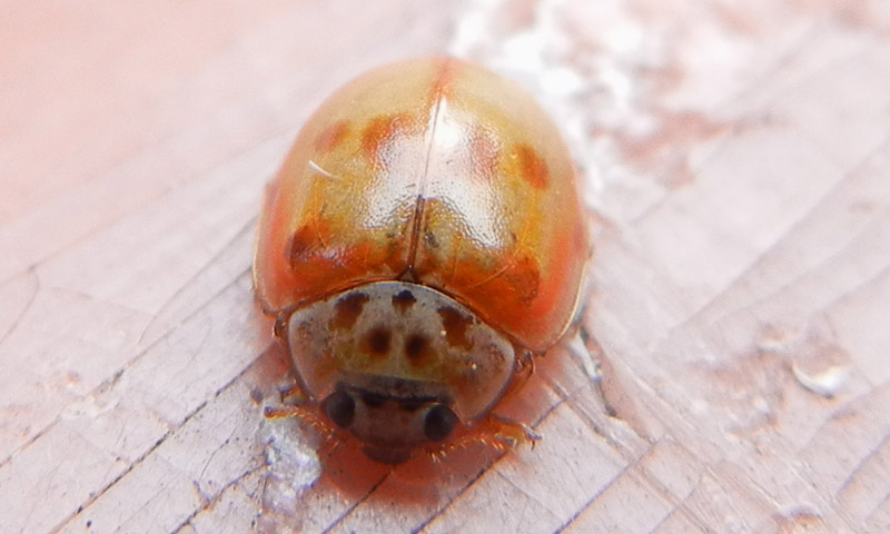 Harmonia cf. axyridis, Coccinellidae