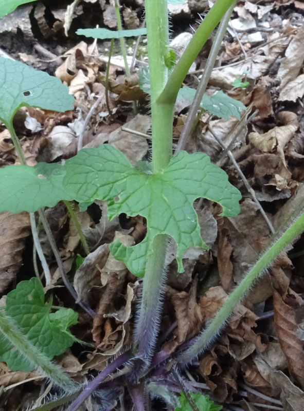 Alliaria petiolata / Alliaria comune