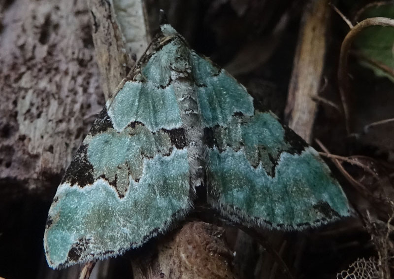 Colostygia pectinataria - Geometridae