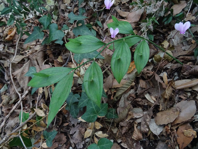 Ruscus hypoglossum - Aspargaceae