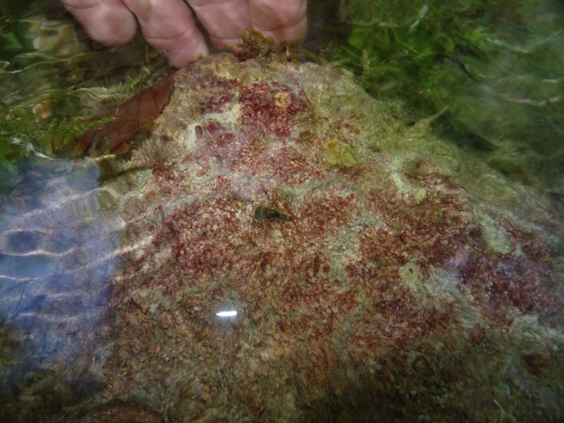 ninfa di Ecdyonurus venosus - Heptageniidae - Cimone (TN)