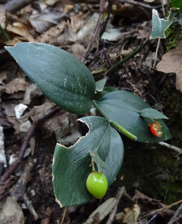 Ruscus hypoglossum - Aspargaceae