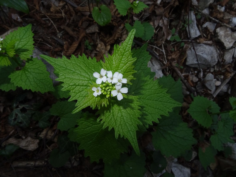 Alliaria petiolata / Alliaria comune