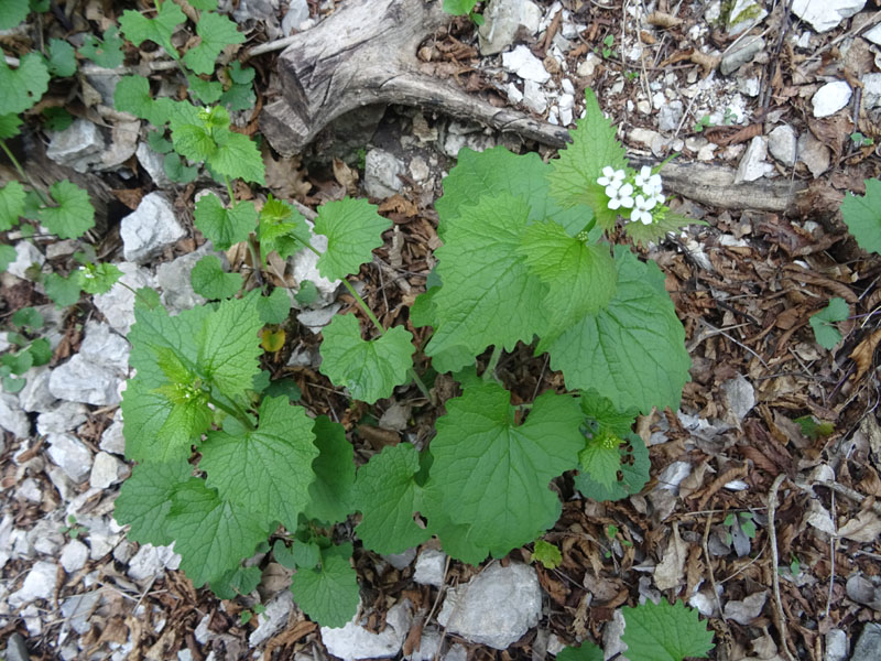 Alliaria petiolata / Alliaria comune