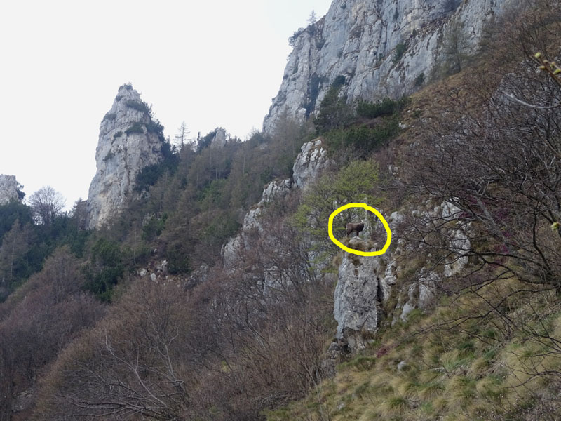 Rupicapra rupicapra.....dal Trentino Alto Adige