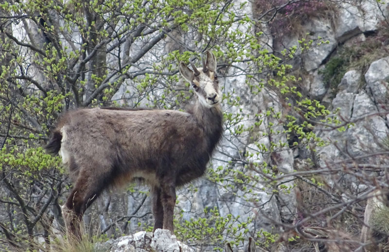 Rupicapra rupicapra.....dal Trentino Alto Adige