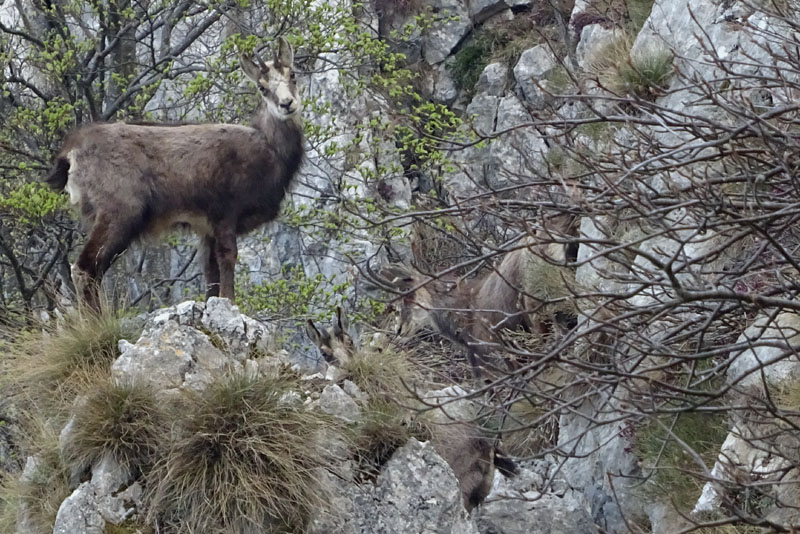 Rupicapra rupicapra.....dal Trentino Alto Adige