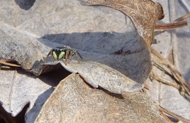Heliophanus sp. - Cimone (TN)