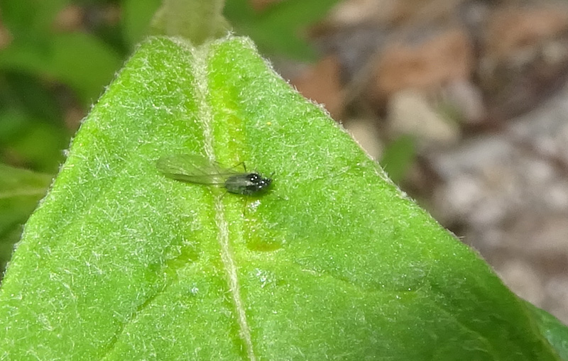 troppo piccolo.....Aphididae sp.