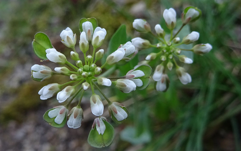 Microthlaspi perfoliatum (=Thlaspi perfoliatum ) / Erba storna perfogliata