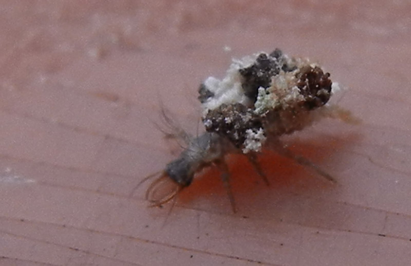 Larva di.....Chrysopidae
