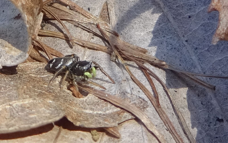 Heliophanus sp. - Cimone (TN)