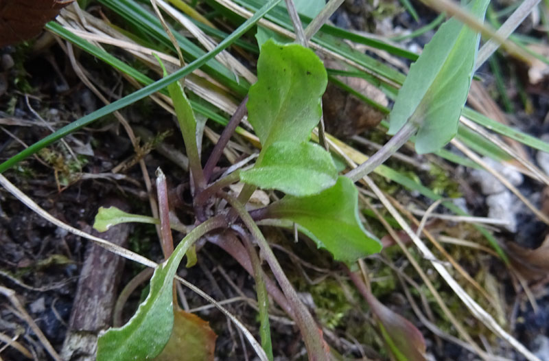 Microthlaspi perfoliatum (=Thlaspi perfoliatum ) / Erba storna perfogliata