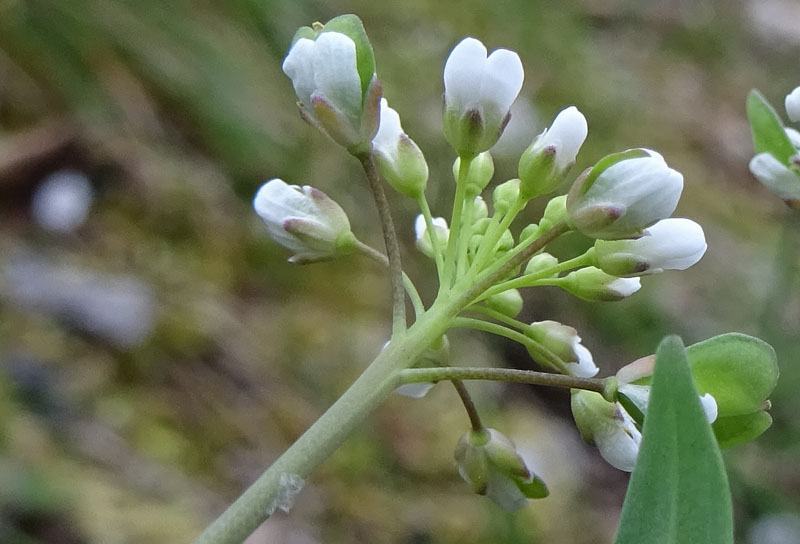 Microthlaspi perfoliatum (=Thlaspi perfoliatum ) / Erba storna perfogliata