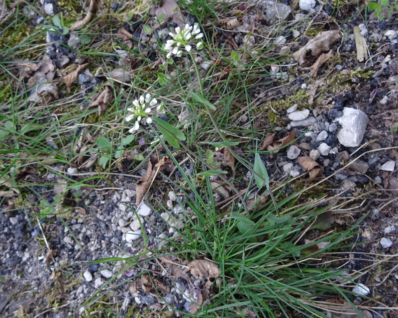 Microthlaspi perfoliatum (=Thlaspi perfoliatum ) / Erba storna perfogliata