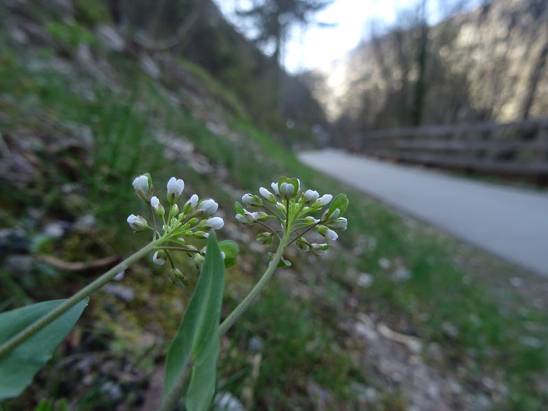 Microthlaspi perfoliatum (=Thlaspi perfoliatum ) / Erba storna perfogliata