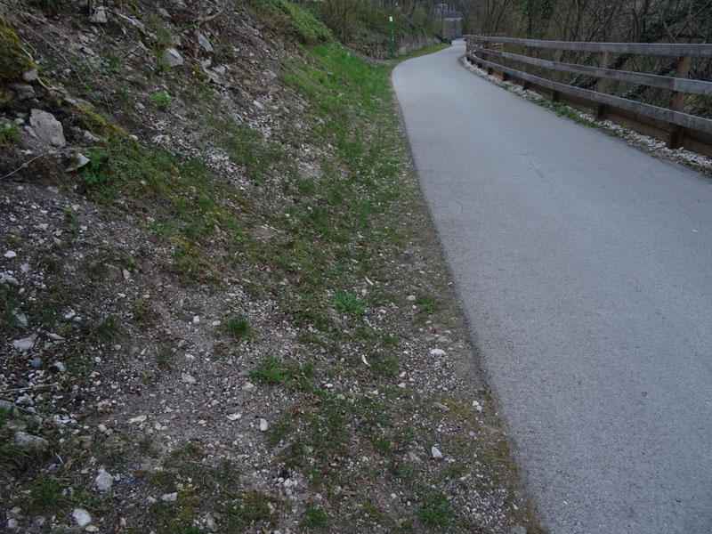 Microthlaspi perfoliatum (=Thlaspi perfoliatum ) / Erba storna perfogliata