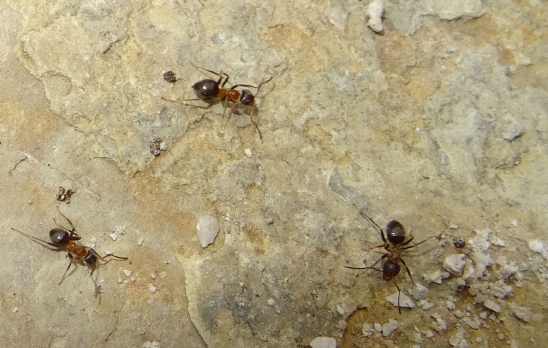 Lasius emarginatus - Formicidae