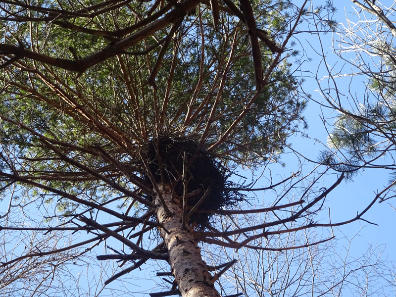 nido....da determinare