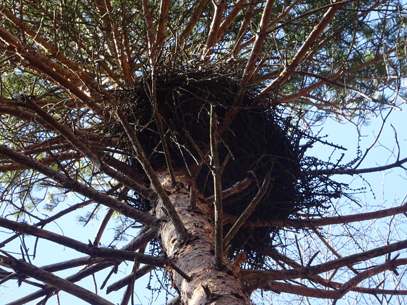 nido....da determinare