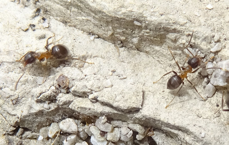 Lasius emarginatus - Formicidae