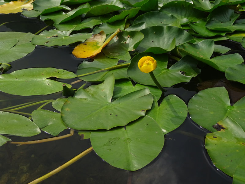 Nuphar lutea / Ninfea gialla