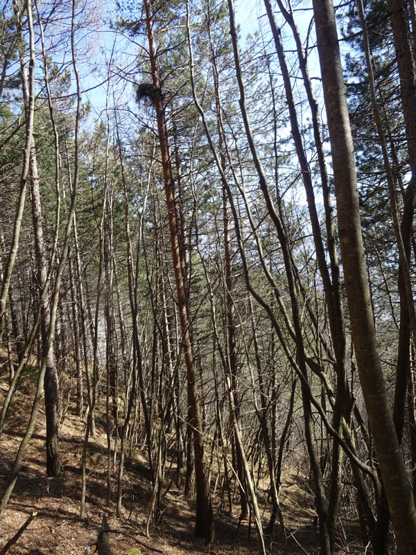 nido....da determinare