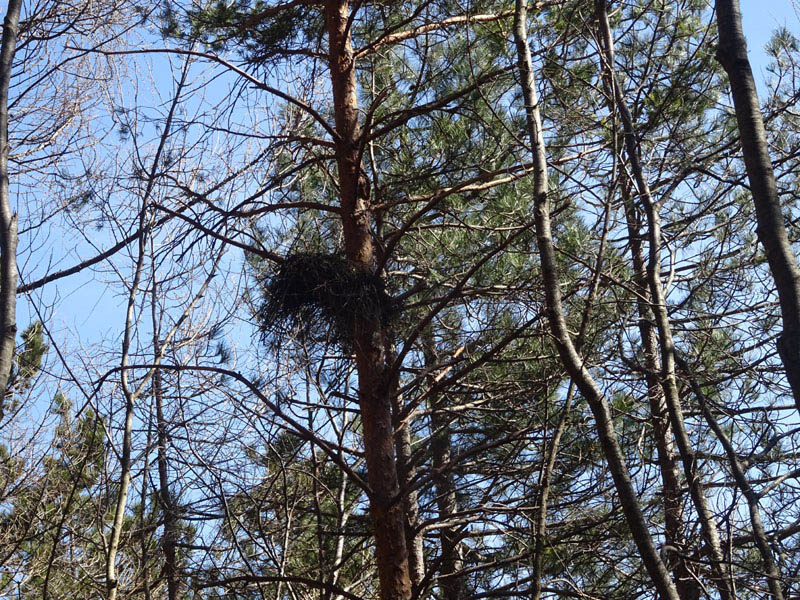 nido....da determinare