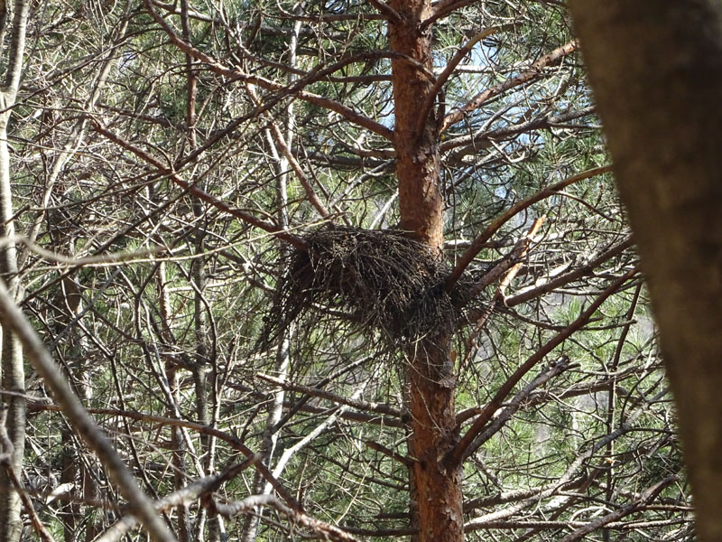 nido....da determinare