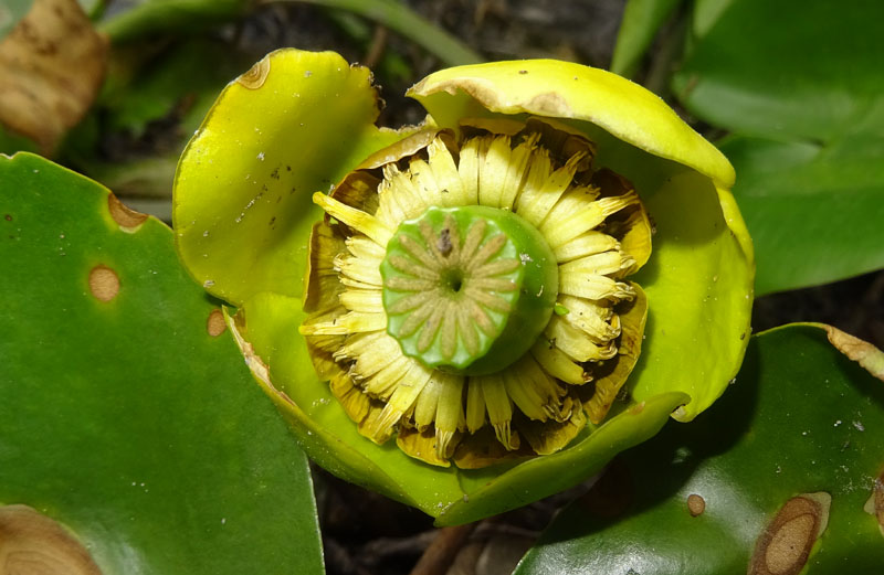 Nuphar lutea / Ninfea gialla