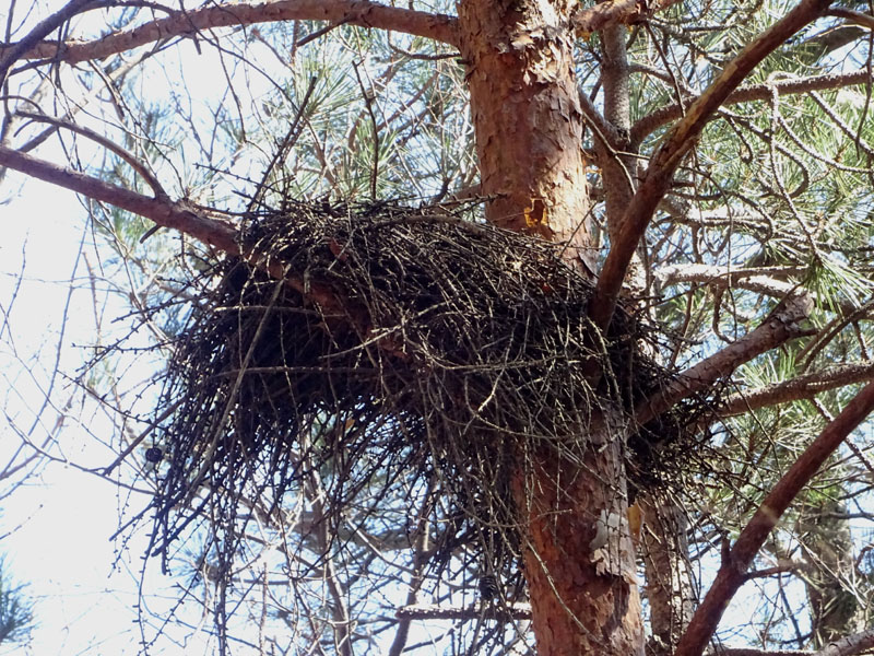 nido....da determinare