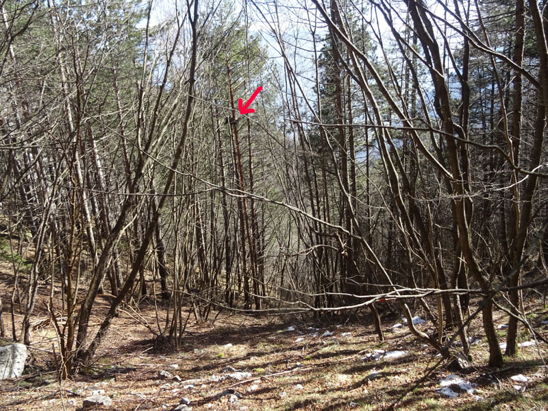 nido....da determinare