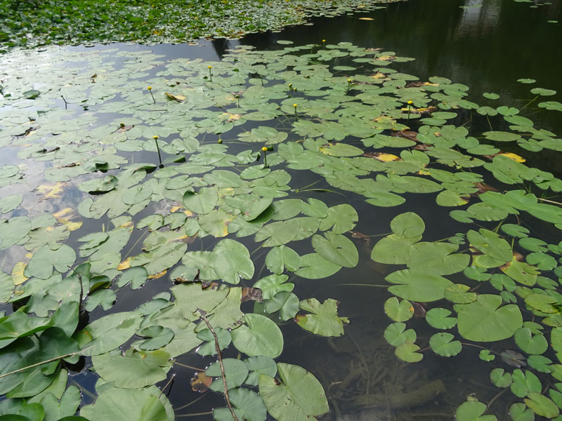 Nuphar lutea / Ninfea gialla