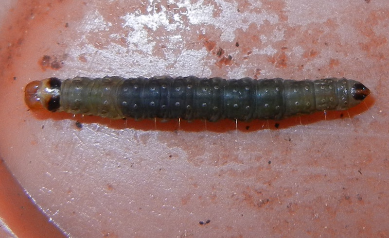 bruco: Pyralidae o Tortricidae ?...........dal Trentino