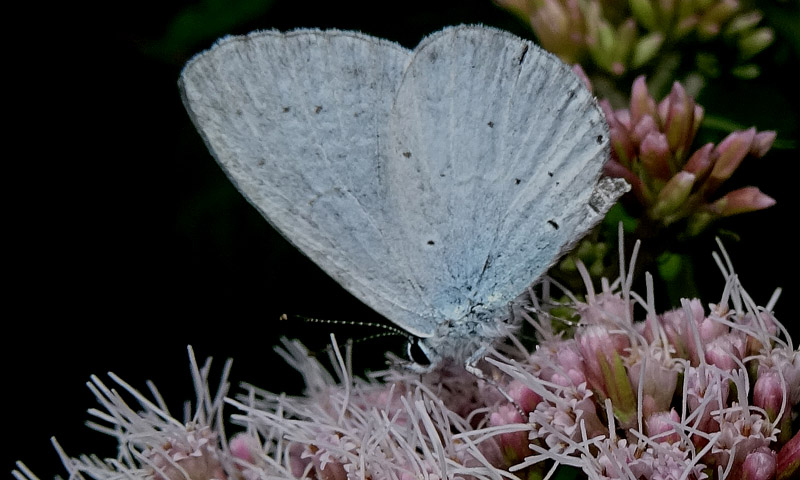 Celastrina argiolus - Lycaenidae