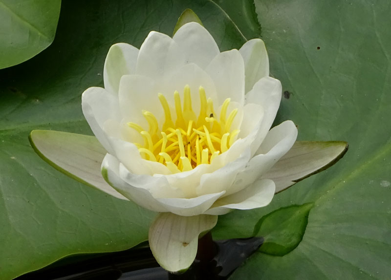 Nymphaea alba / Ninfea comune