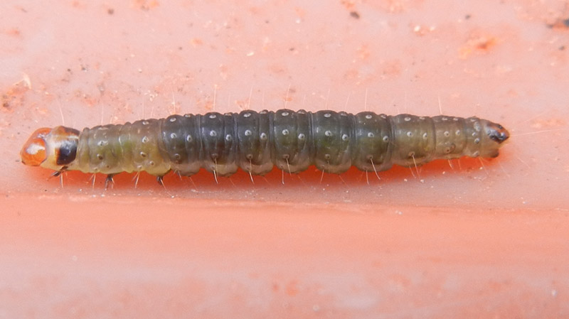 bruco: Pyralidae o Tortricidae ?...........dal Trentino