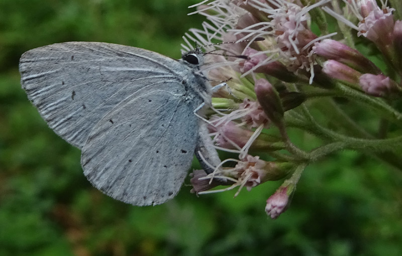 Celastrina argiolus - Lycaenidae